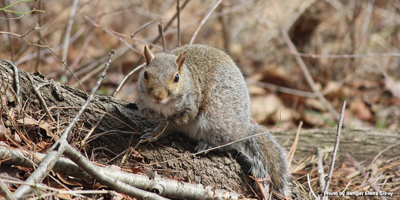 Maryland’s Small Game Seasons Provide Abundant Fall Hunting Opportunities