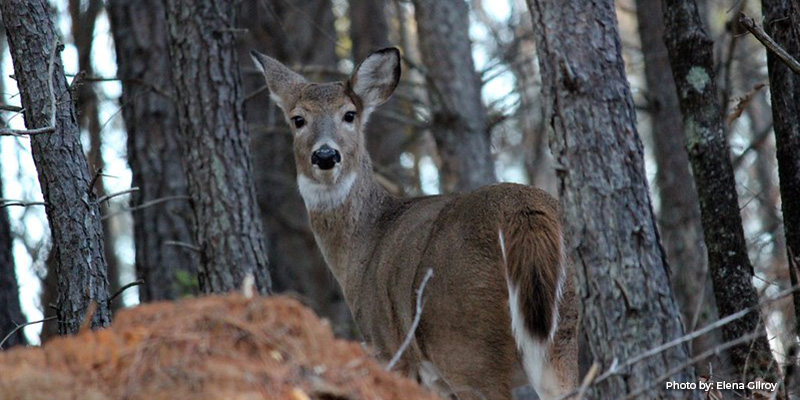 Maryland DNR Announces Opening Weekend Results from the 2025 Deer Firearm Season