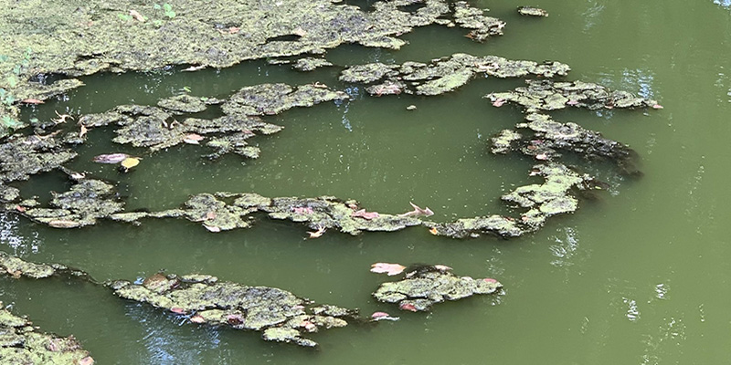 Protect Your Dogs’ Health: Harmful Algae Mats Can Pose Danger to Pets
