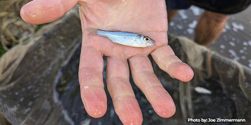 Results of Chesapeake Bay 2024 Young-of-Year Striped Bass Survey Show Little Change