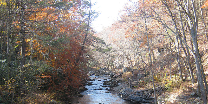 Public Comment Sought for 2026 Maryland State Forest Work Plans