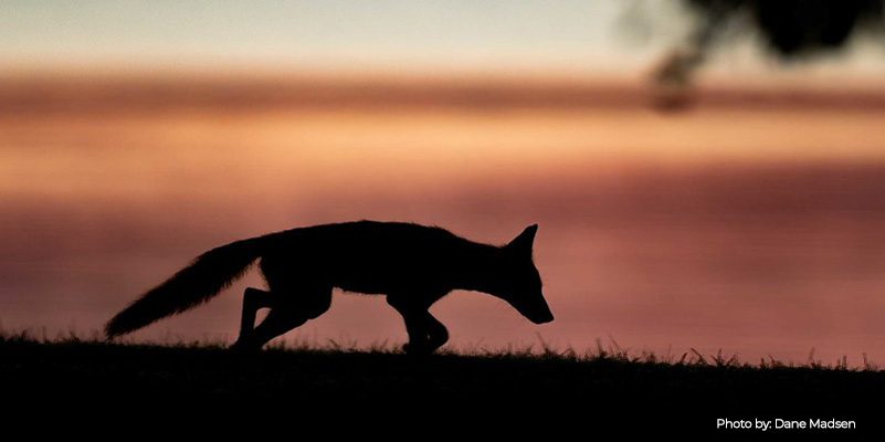 How Light Pollution Harms Maryland Wildlife