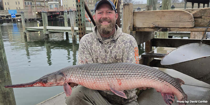 Dorchester County Angler Catches Maryland State Record Longnose Gar