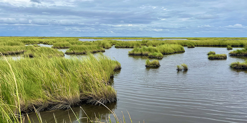 Roots for Resilience Initiative Grants $4.5 Million for Living Shoreline Projects, Protecting Bay Communities and Habitats