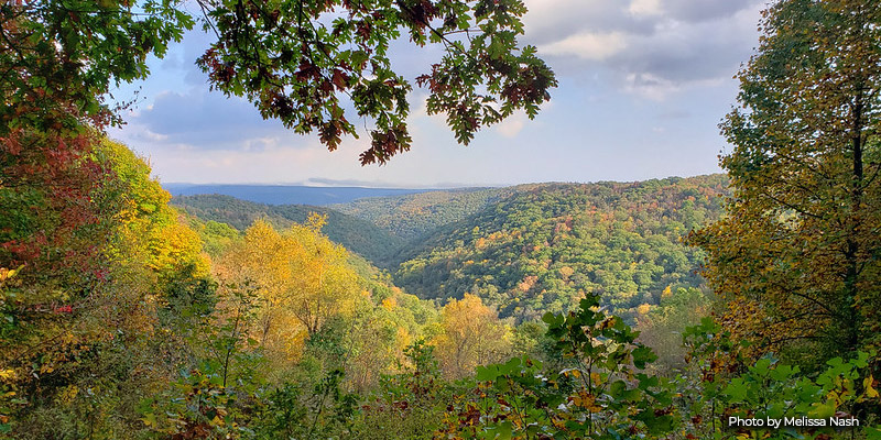 Public Comment Sought for 2027 Maryland State Forest Work Plans