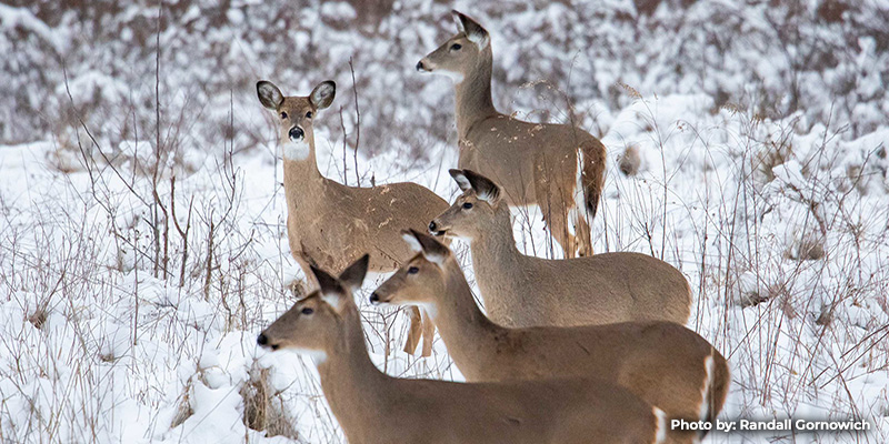 Maryland’s Primitive Deer Hunt Days Scheduled February 2-4