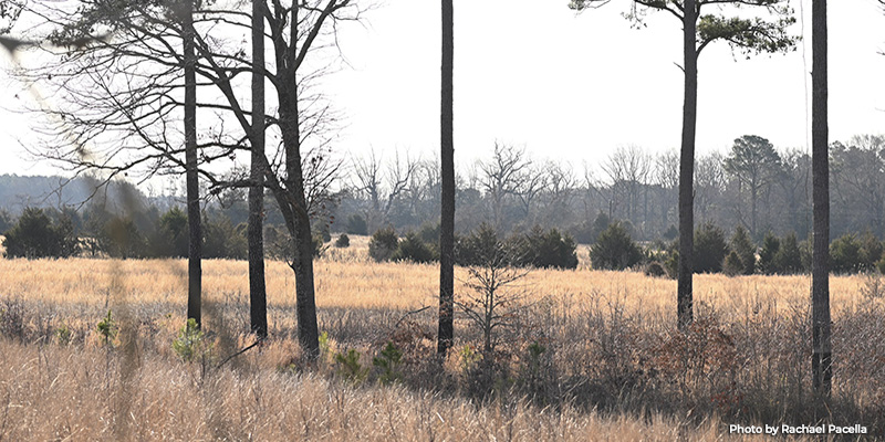 Restoration Efforts Help Quadruple Quail Population in Nanticoke River Wildlife Management Area