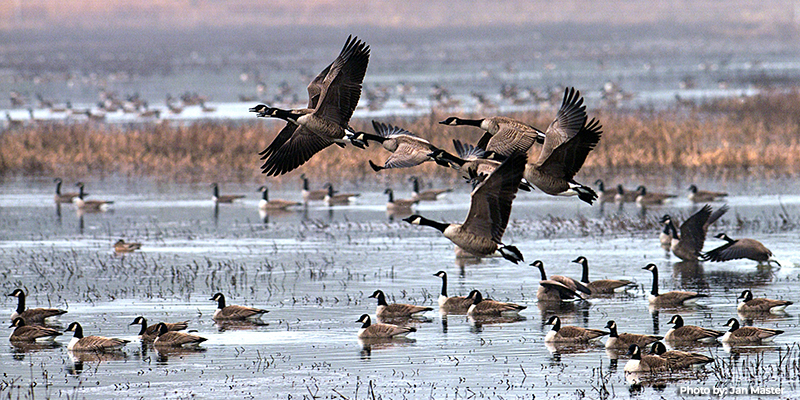 Maryland Canada Goose Hunting Seasons Resume for 2025-26