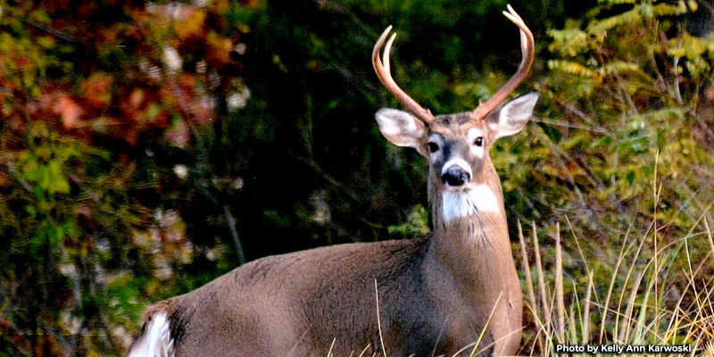 Maryland’s 2026 Junior Deer Hunt Opens November 14