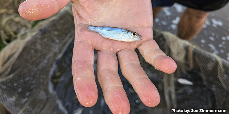 Chesapeake Bay 2025 Young-of-Year Striped Bass Survey Results