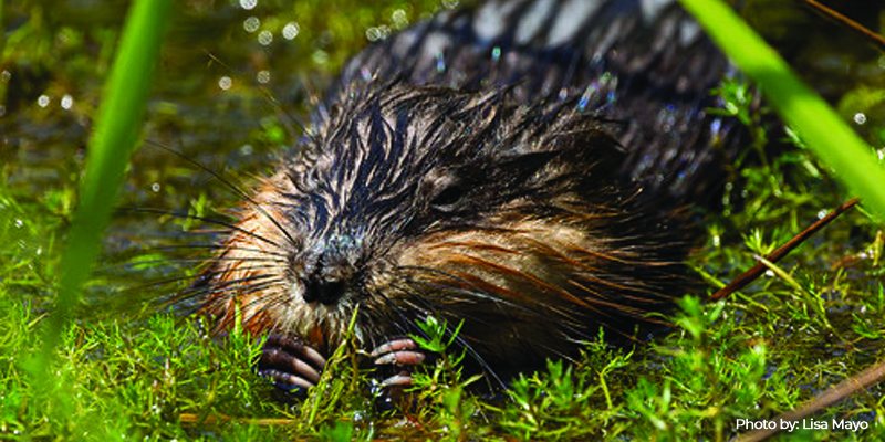 Maryland’s 2026 Muskrat Trapping Season Extended in Select Maryland Counties Due to Winter Weather Setbacks