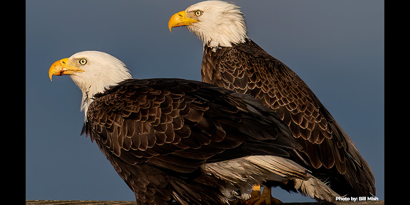 A Soaring Success: Maryland’s Bald Eagle Population Recovery