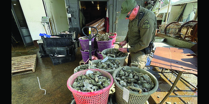Maryland’s Century-Old Partnership with National Shellfish Sanitation Program Remains Vital to Seafood Safety