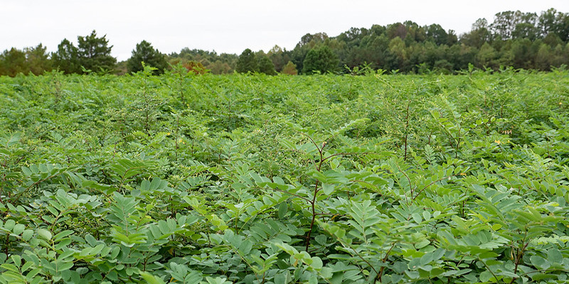 Maryland State Tree Nursery Accepting Orders for Spring 2026 Planting