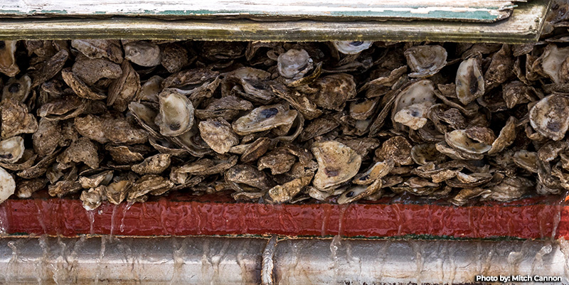 DNR Announces Next Three Large-Scale Oyster Restoration Sanctuaries