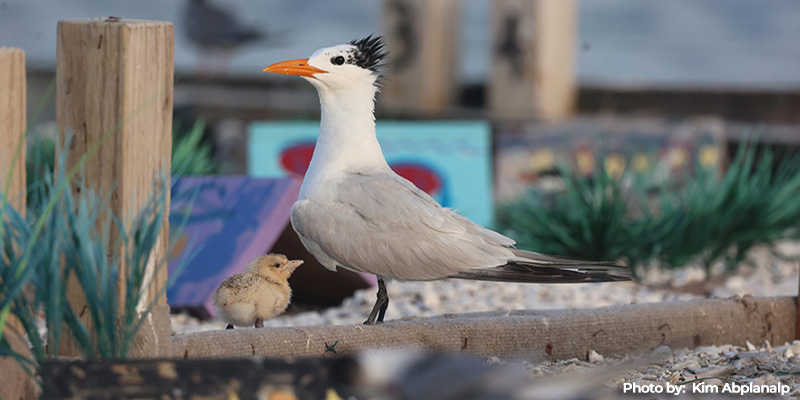 Maryland’s Tern Raft Celebrates Five Successful Years of Hosting Nesting Waterbirds