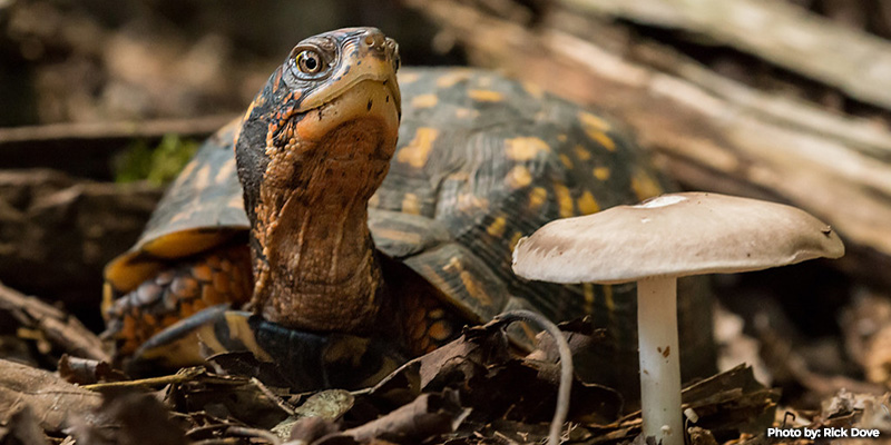 Turtles in Trouble: Poaching Threatens Maryland Reptile’s Population