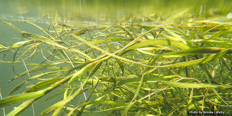 Maryland’s Chesapeake Bay Underwater Grasses Expanded Nearly 13% in 2025