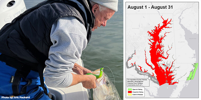 Maryland’s Summer Closure of Chesapeake Bay Striped Bass Fishing Begins August 1