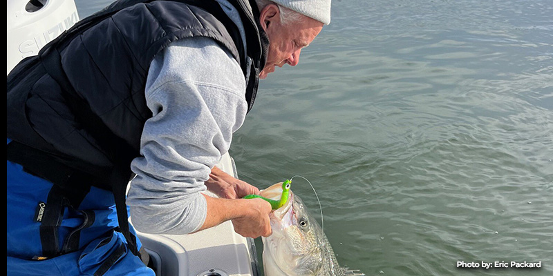 Maryland’s 2026 Striped Bass Season Opens for Catch-and-Release Fishing in April