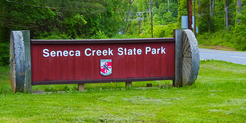 Seneca Creek State Park Concludes Monitoring for Rabid Beavers, Reopens All Areas of Park