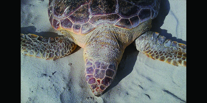 Marylanders Asked to Stay Alert For Cold-Stunned Aquatic Wildlife