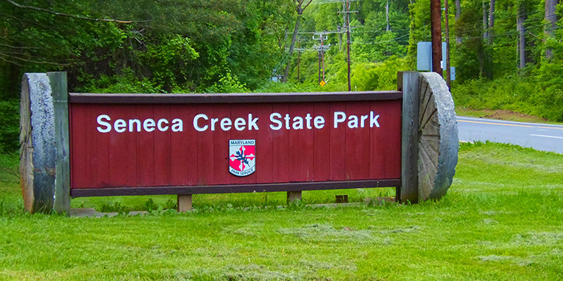 Portion of Seneca Creek State Park in Montgomery County Temporarily Closed Following Beaver Attack