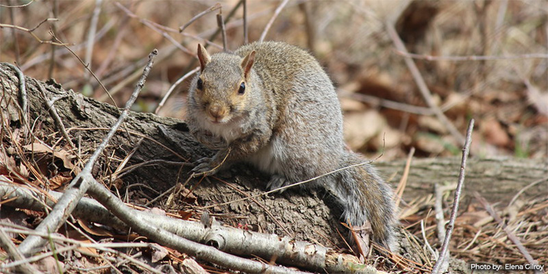 Maryland’s Small Game and Wild Turkey Seasons Provide Abundant Fall Hunting Opportunities