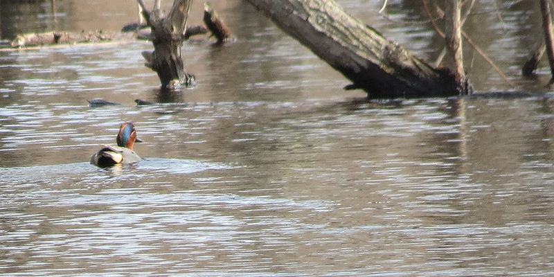Maryland’s Early Teal Season Opens September 18
