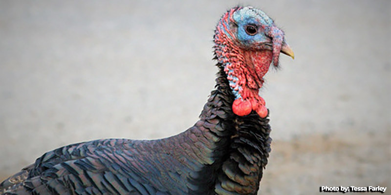 Maryland Spring Turkey Hunters Report Harvest of 5,094 Birds