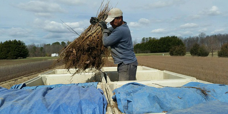 Maryland State Tree Nursery Now Taking Orders for Spring 2025 Planting