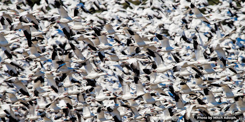 Waterfowl Hunting Schedule Confirmed After Federal ‘Light Goose Conservation Order’ Paused for 2026-27 Season