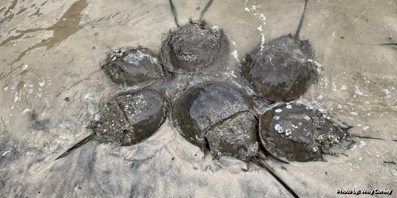 Horseshoe Crab Spawning Migration Arriving in Maryland