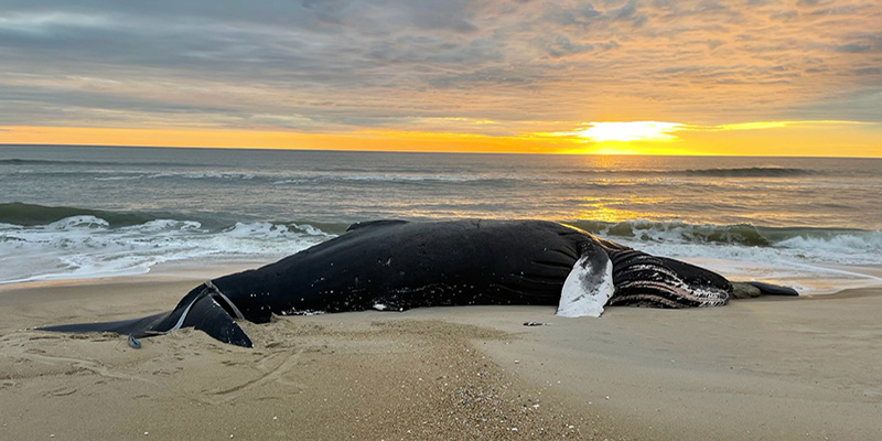 Public Should Report Marine Mammal and Turtle Sightings and Strandings in Maryland to DNR