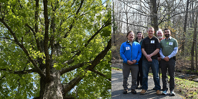 Maryland Forest Service Launches “Maryland 250” White Oak Contest