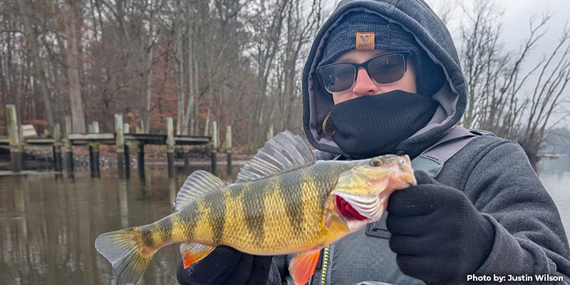 Maryland Takes Action to Protect Yellow Perch Following Low Recruitment