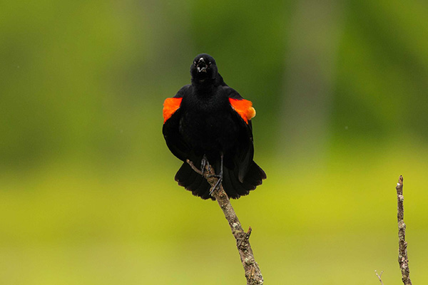 Photo of red-winged blackbird by Claire Wright