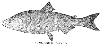 Land Locked Salmon Ilustration