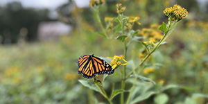 A monarch butterfly lands on a milkweed. Maryland Department of Natural Resources photo.