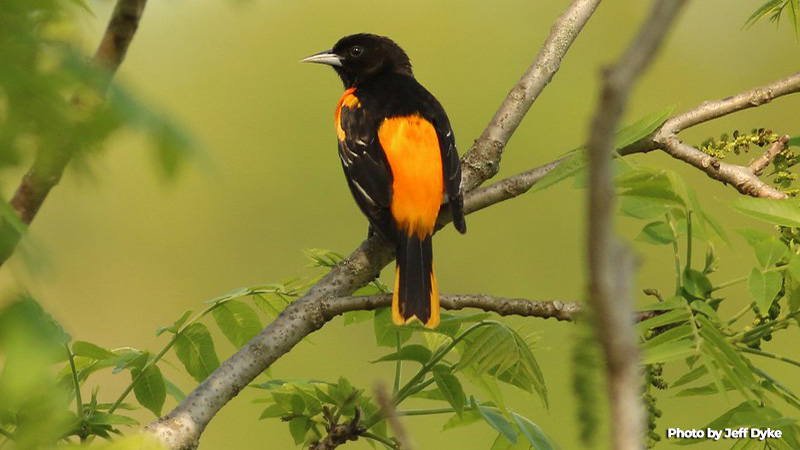 Baltimore oriole. Photo by Jeff Dyke