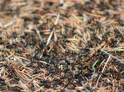 Allegheny mound ants