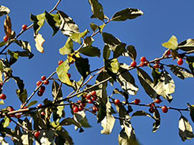 Autumn Olive berries