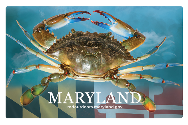 Card with crab and Maryland flag