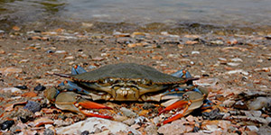 Regulations that focused on female crabs starting in 2008 helped bring a back the population of the iconic crustacean in the Chesapeake Bay. Photo by Stephanie Kendall
