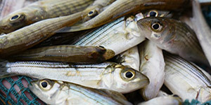 Juvenile striped bass