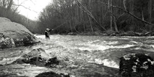 Trout fishing in a stream