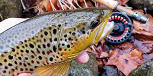 This beautiful brown trout is an example of the wonderful catch and release opportunities available in some of the special trout management waters. Photo by John Mullican, Maryland DNR