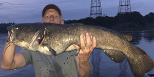 Steve Evans caught this large flathead recently just below the Conowingo Dam pool on the lower Susquehanna River. Photo courtesy of Steven Evans