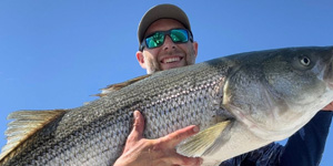 Jeremy Elmore caught and released this striped bass, which appears to be a post-spawn fish. Photo courtesy of Jeremy Elmore