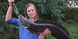 Master Angler Lucy Moore caught this large Chesapeake Channa, aka snakehead, recently in the lower Susquehanna River.